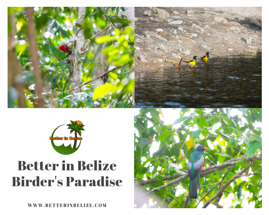 Better in Belize Birder's Paradise